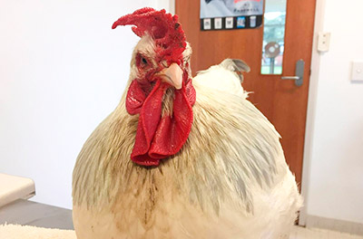 A transexualidade no reino animal é um fato